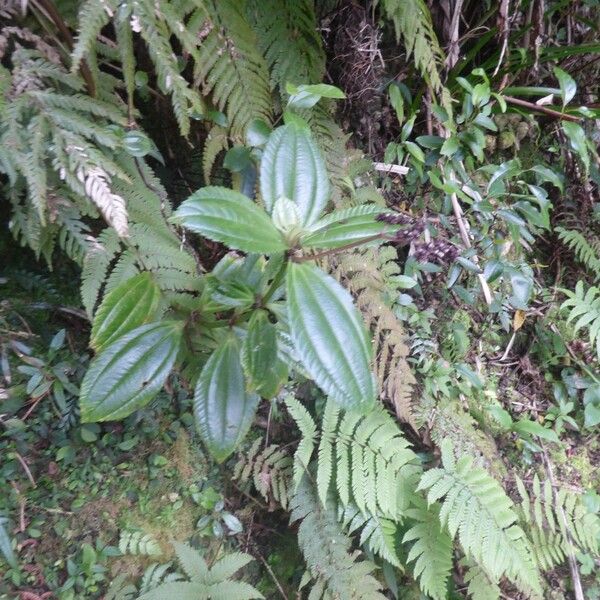 Pilea umbellata ശീലം