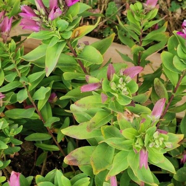 Polygala myrtifolia Květ