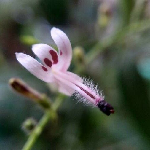 Andrographis paniculata Bloem