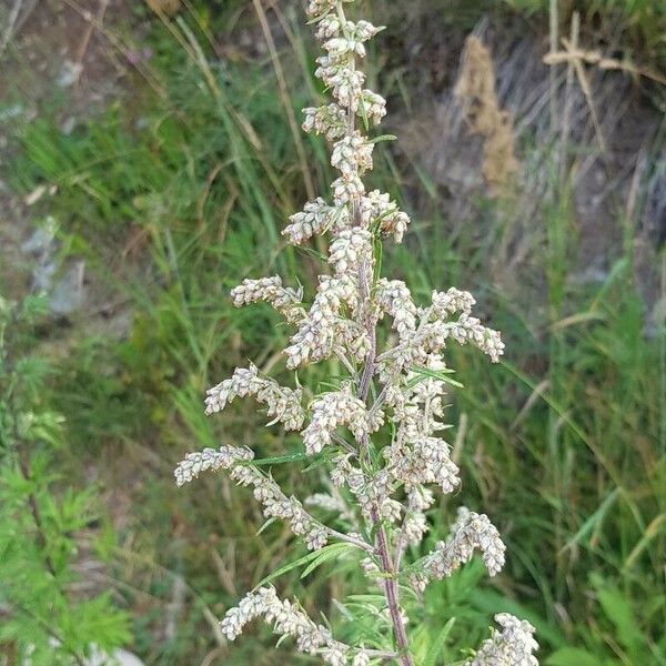 Artemisia vulgaris Fleur