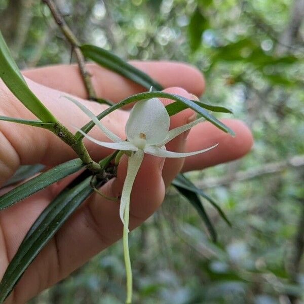 Angraecum expansum Flower