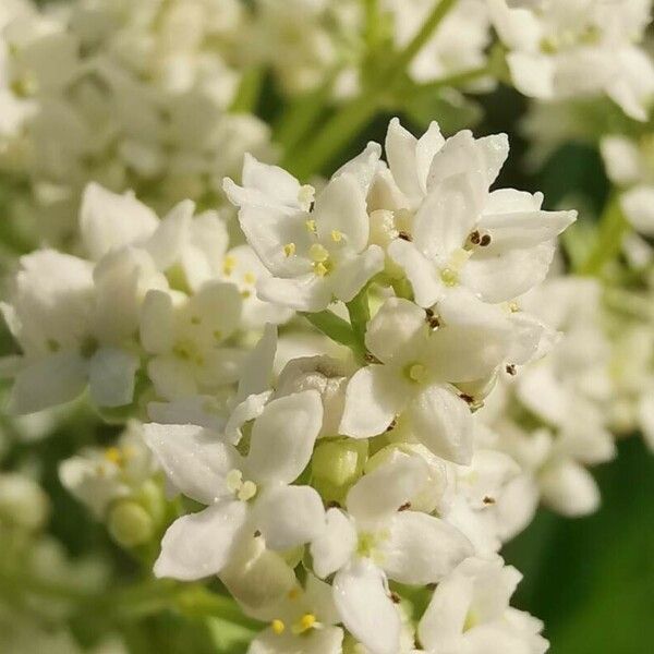 Galium boreale Flower