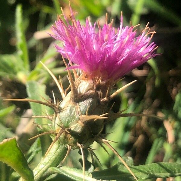 Centaurea calcitrapa ফুল