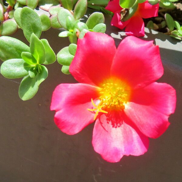 Portulaca umbraticola Λουλούδι