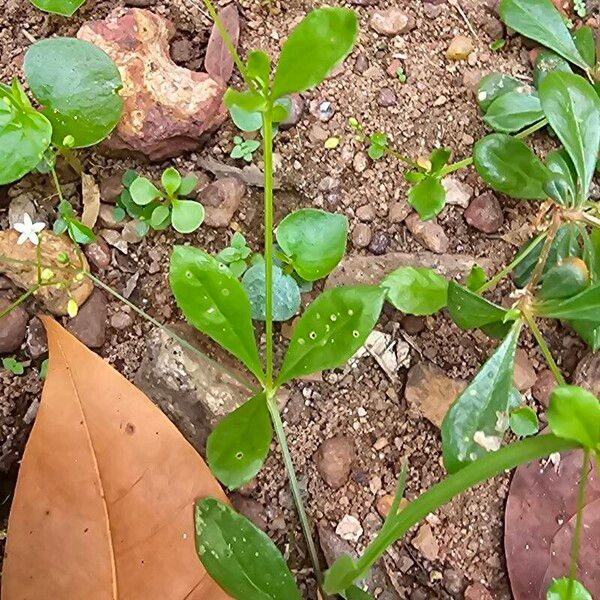 Paramollugo nudicaulis Leaf