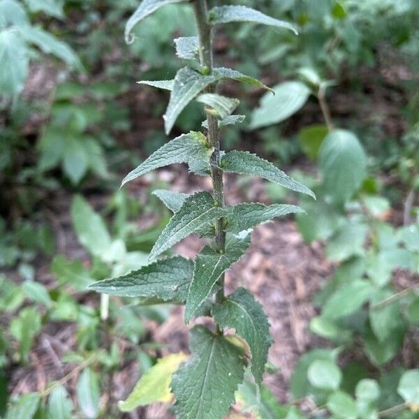 Campanula bononiensis Leaf