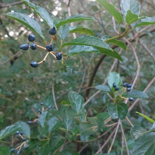 Viburnum tinus Ovoce