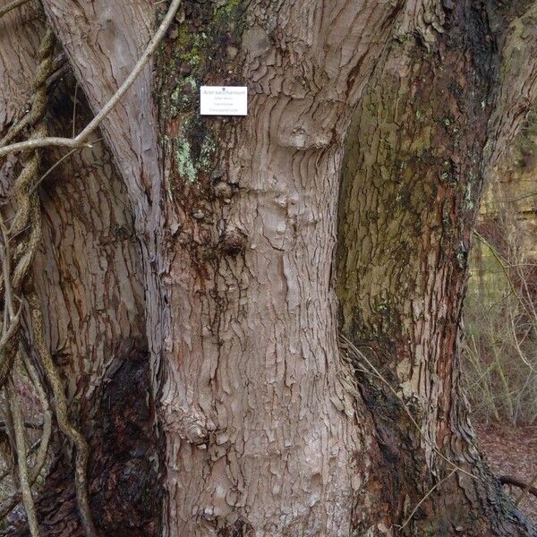 Acer saccharinum Bark