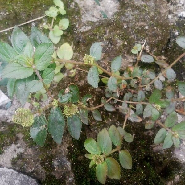 Euphorbia hirta Habit