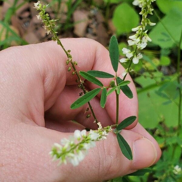 Melilotus albus Foglia