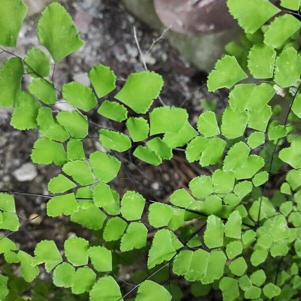 Adiantum raddianum Fulla