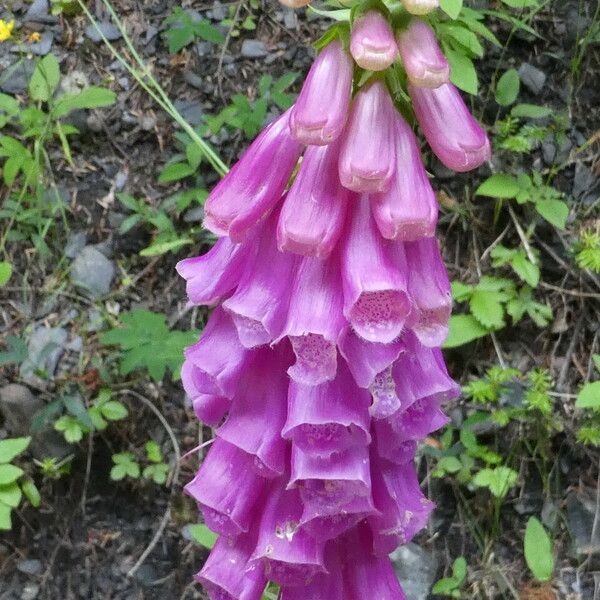 Digitalis purpurea फूल