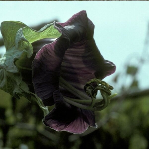 Cobaea scandens Blüte