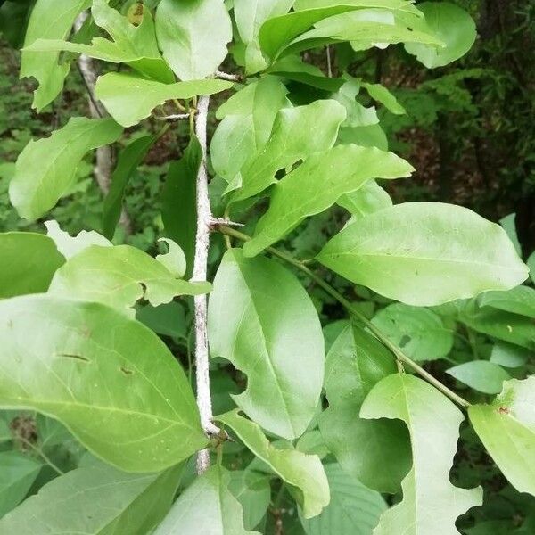 Ximenia americana Leaf