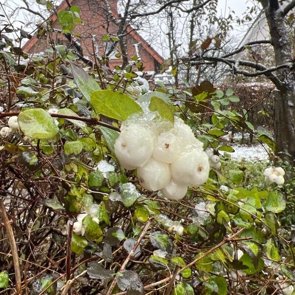 Symphoricarpos albus Fruit