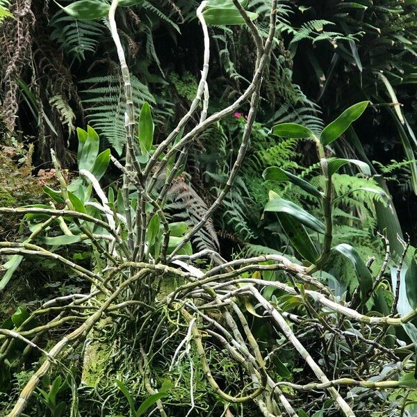 Dendrobium victoriae-reginae Yeri