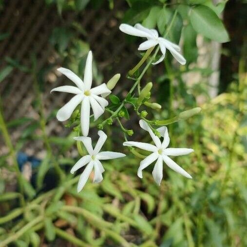 Jasminum fluminense Fleur