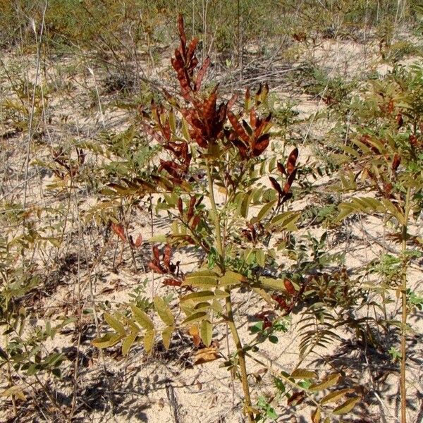 Glycyrrhiza glabra Blatt