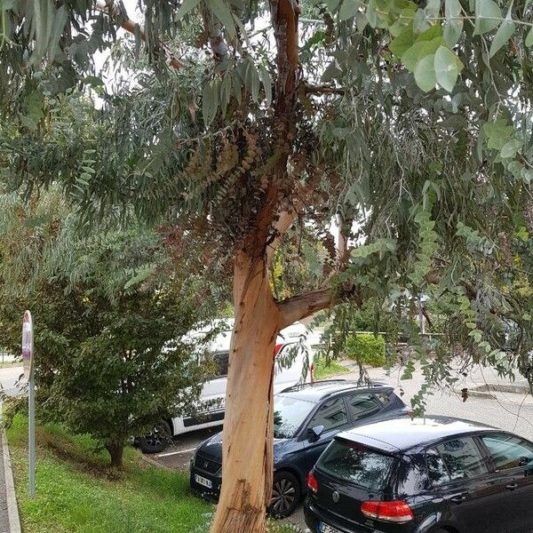 Eucalyptus globulus Habit