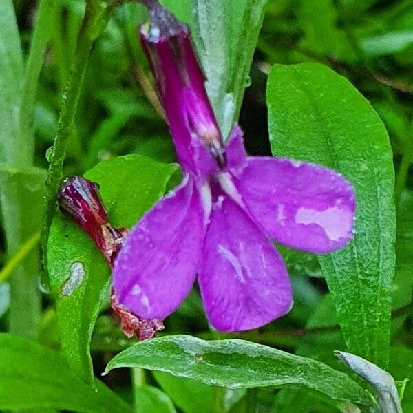 Lobelia holstii Blomma