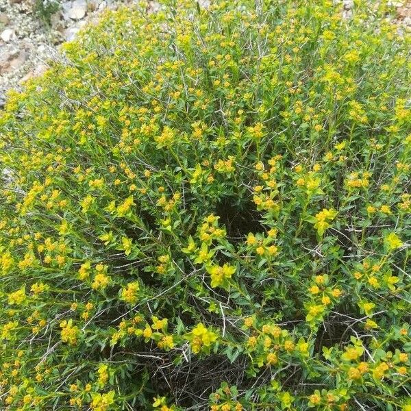 Euphorbia spinosa Alkat (teljes növény)