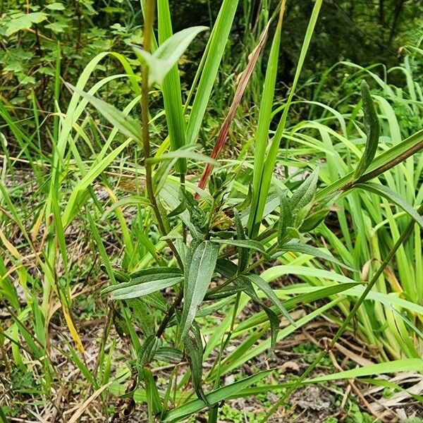 Castilleja miniata Leaf