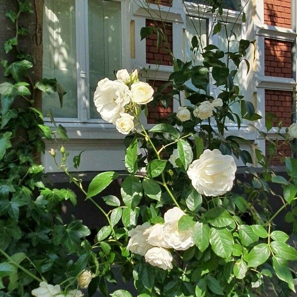 Rosa banksiae Habitus