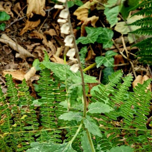 Scutellaria altissima Yaprak