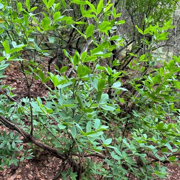 Anagyris foetida Costuma