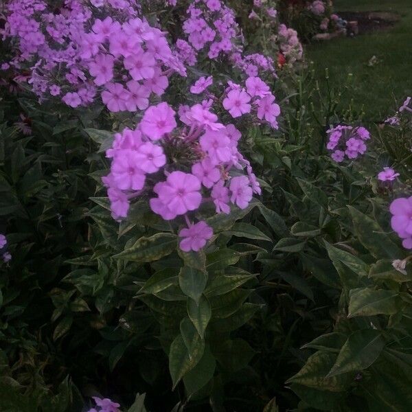 Phlox drummondii Květ