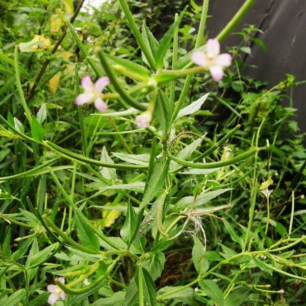 Epilobium parviflorum 花