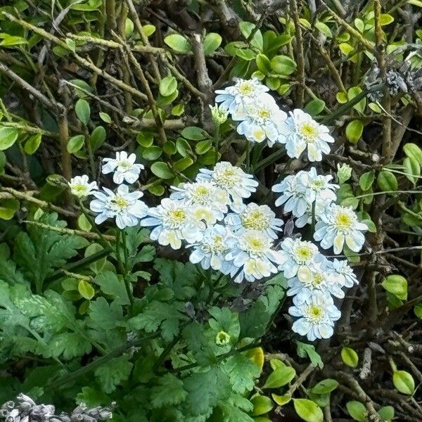 Tanacetum parthenium برگ