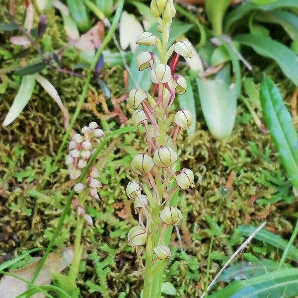 Orchis anthropophora Kvet