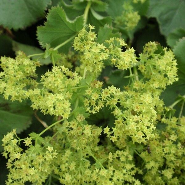 Alchemilla mollis 花