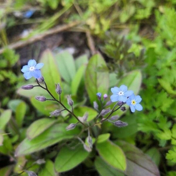 Myosotis arvensis Blodyn