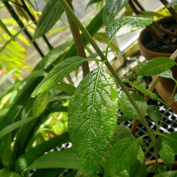 Phyla nodiflora Blatt