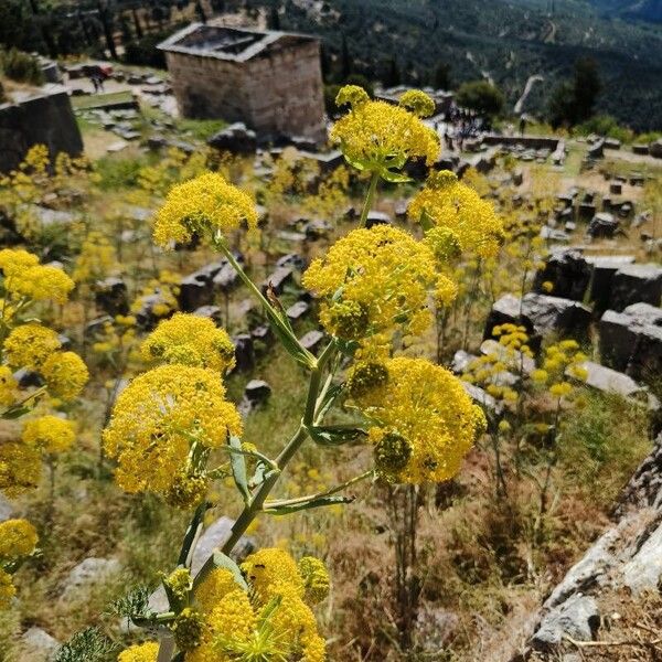 Ferula communis Flor