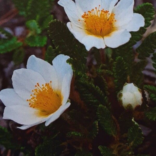 Dryas octopetala Flower