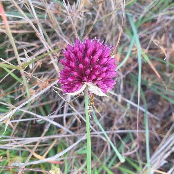 Allium sphaerocephalon 花