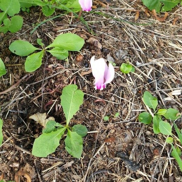 Cyclamen hederifolium Flower