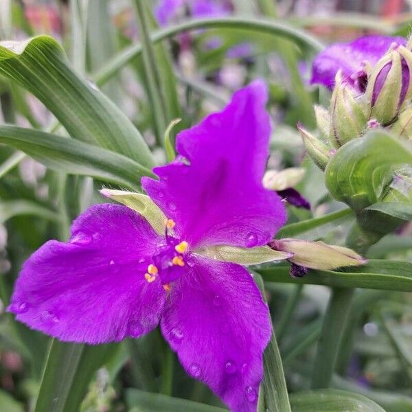 Tradescantia virginiana Flor