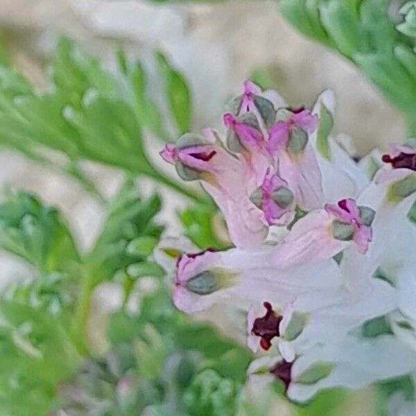 Fumaria parviflora Flower