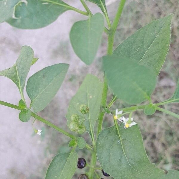 Solanum americanum Fruit