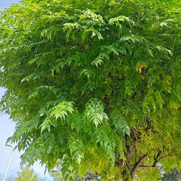 Azadirachta indica Leaf