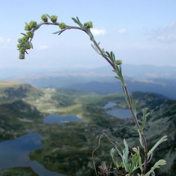 Artemisia umbelliformis عادت