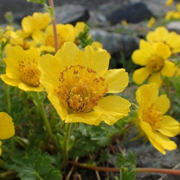 Geum reptans Flor