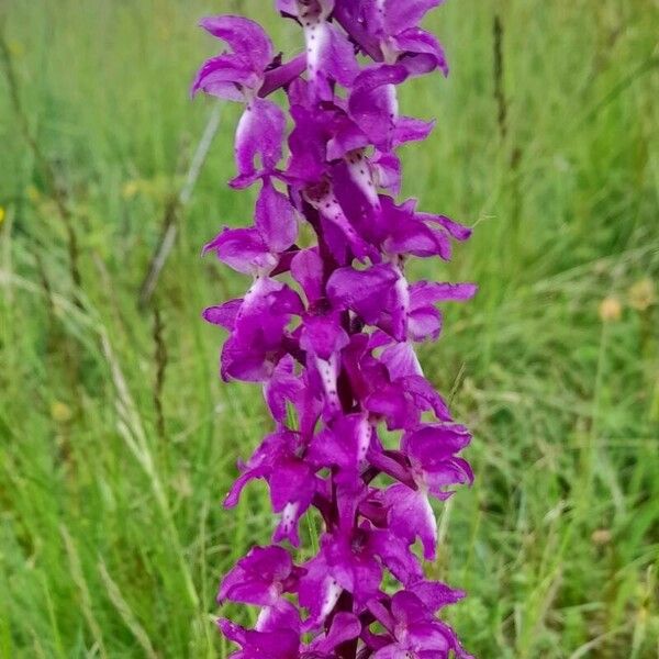 Orchis mascula Flower