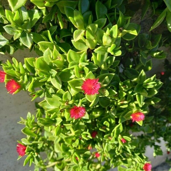 Mesembryanthemum cordifolium Flower