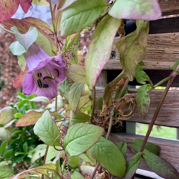 Cobaea scandens Kukka