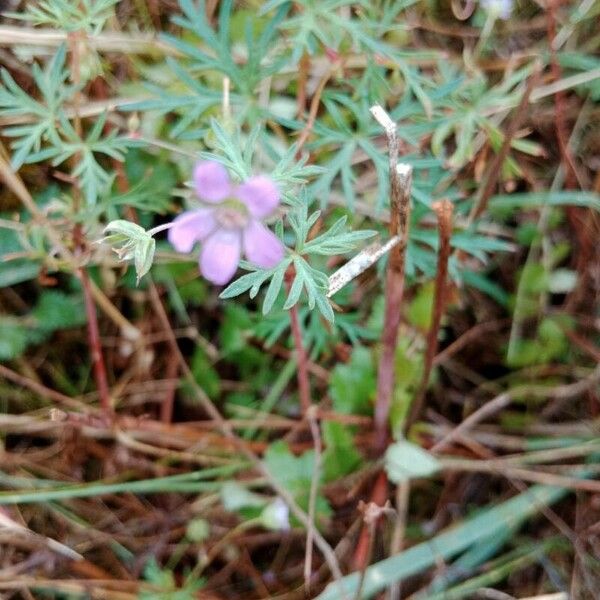 Geranium columbinum Floro